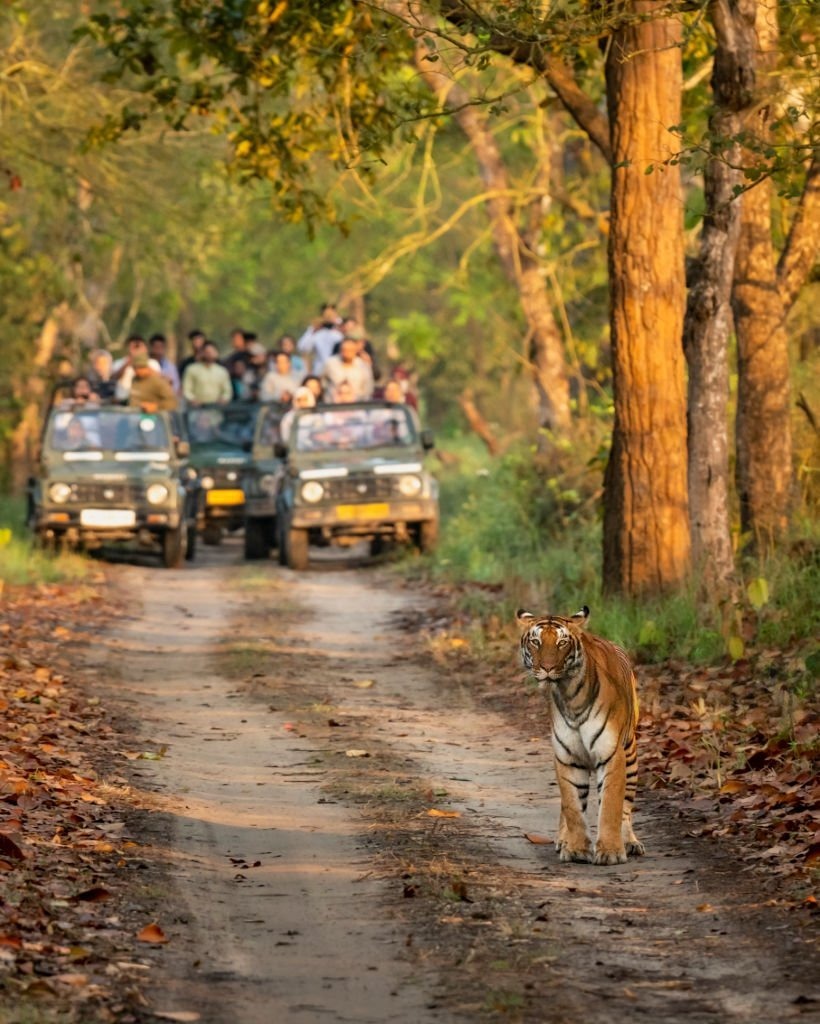 Tiger close up
