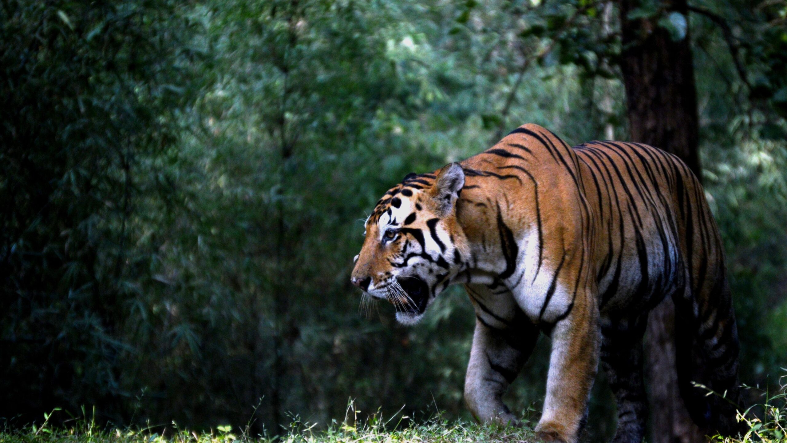 Bandhavgarh Safari