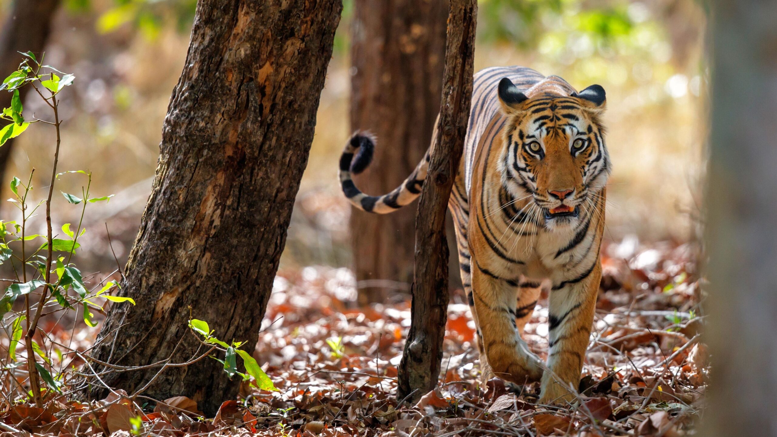Bandhavgarh Safari
