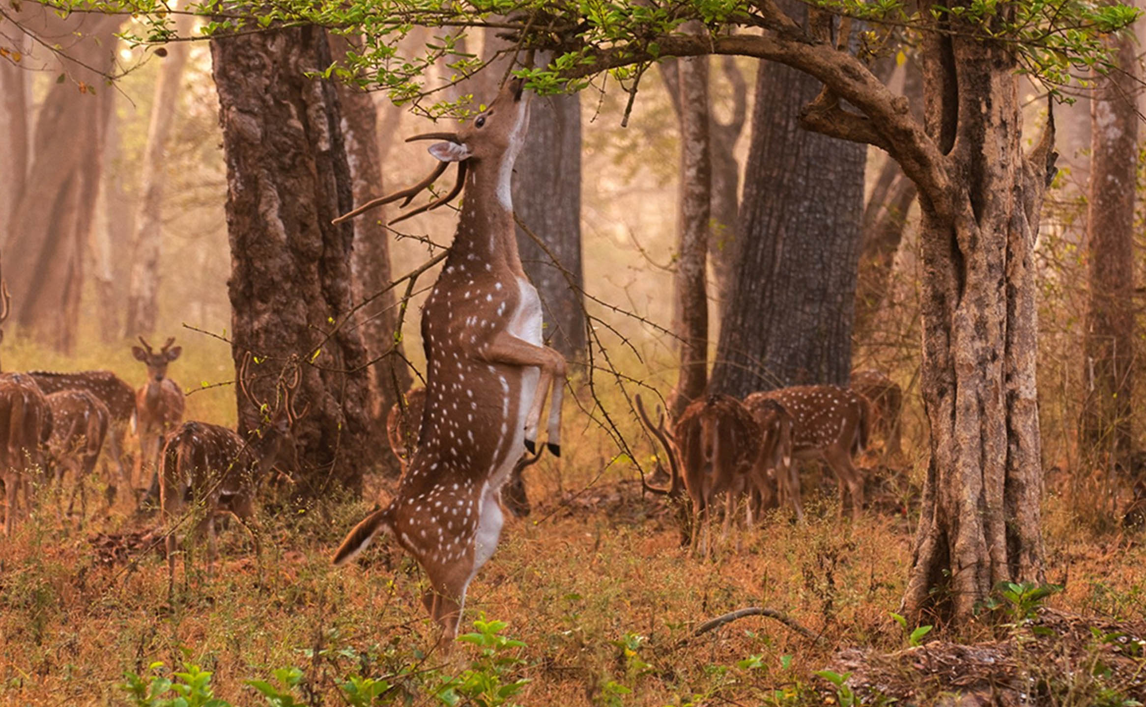 Bandhavgarh Safari