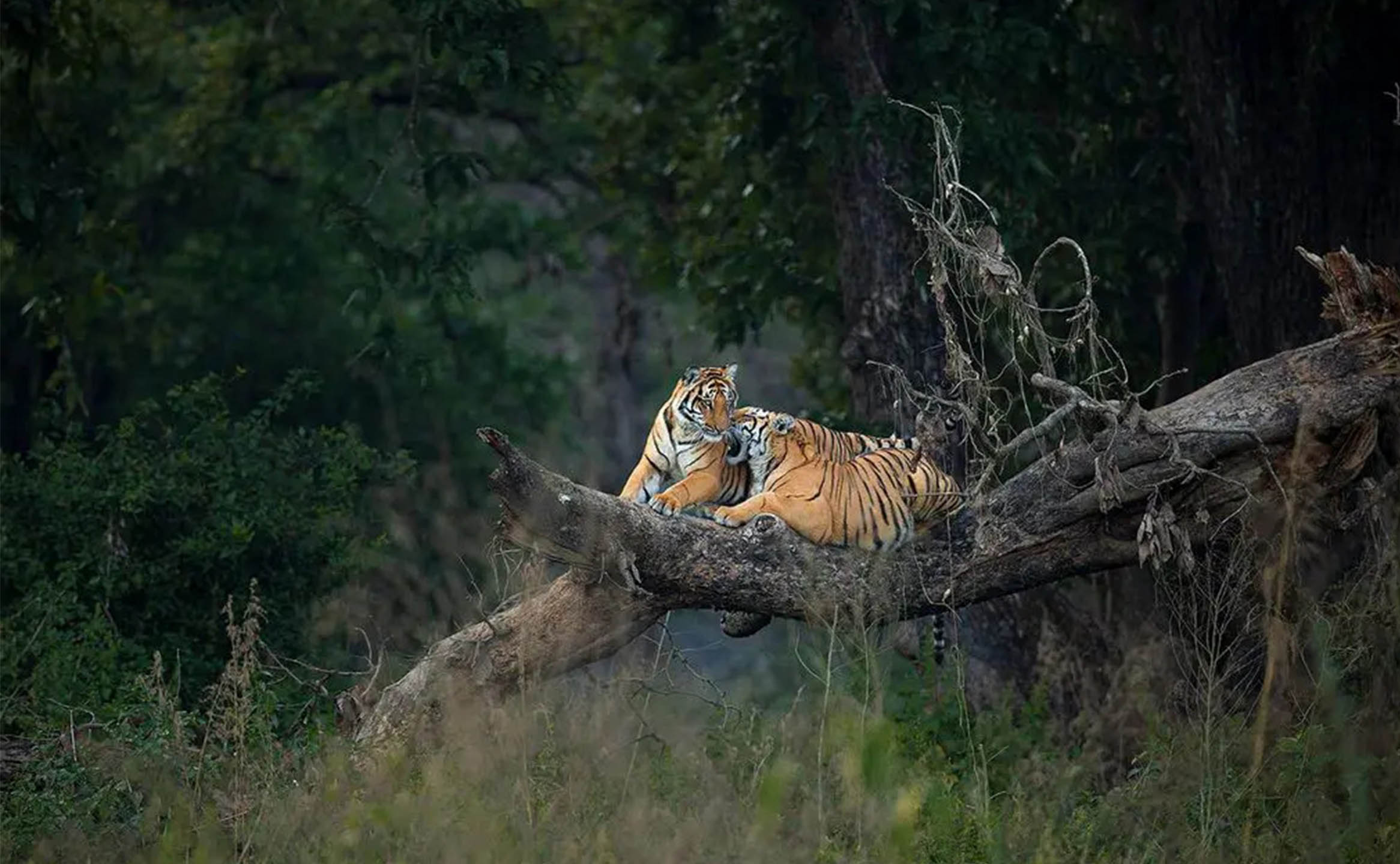 Bandhavgarh Safari