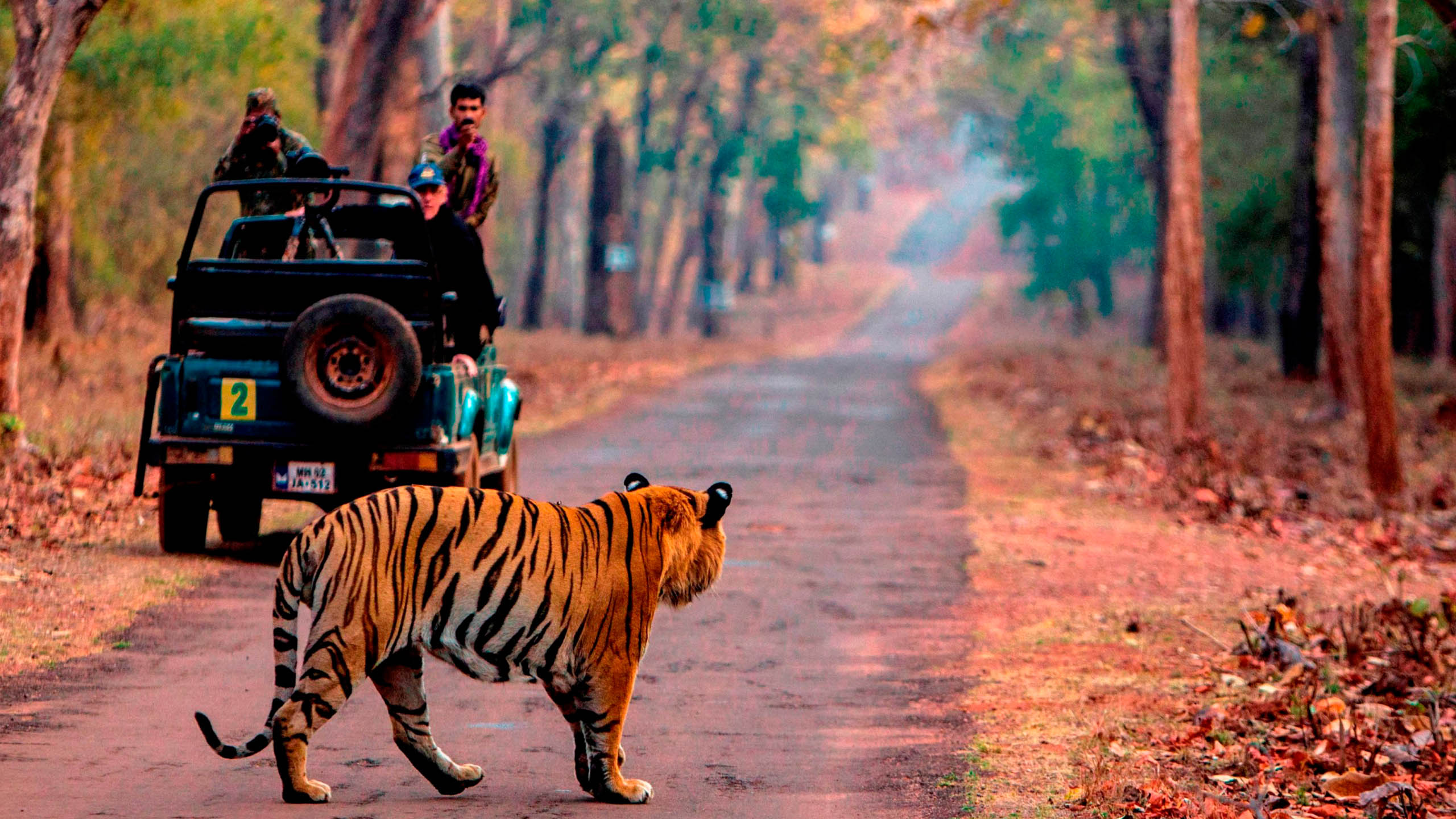 Bandhavgarh Safari