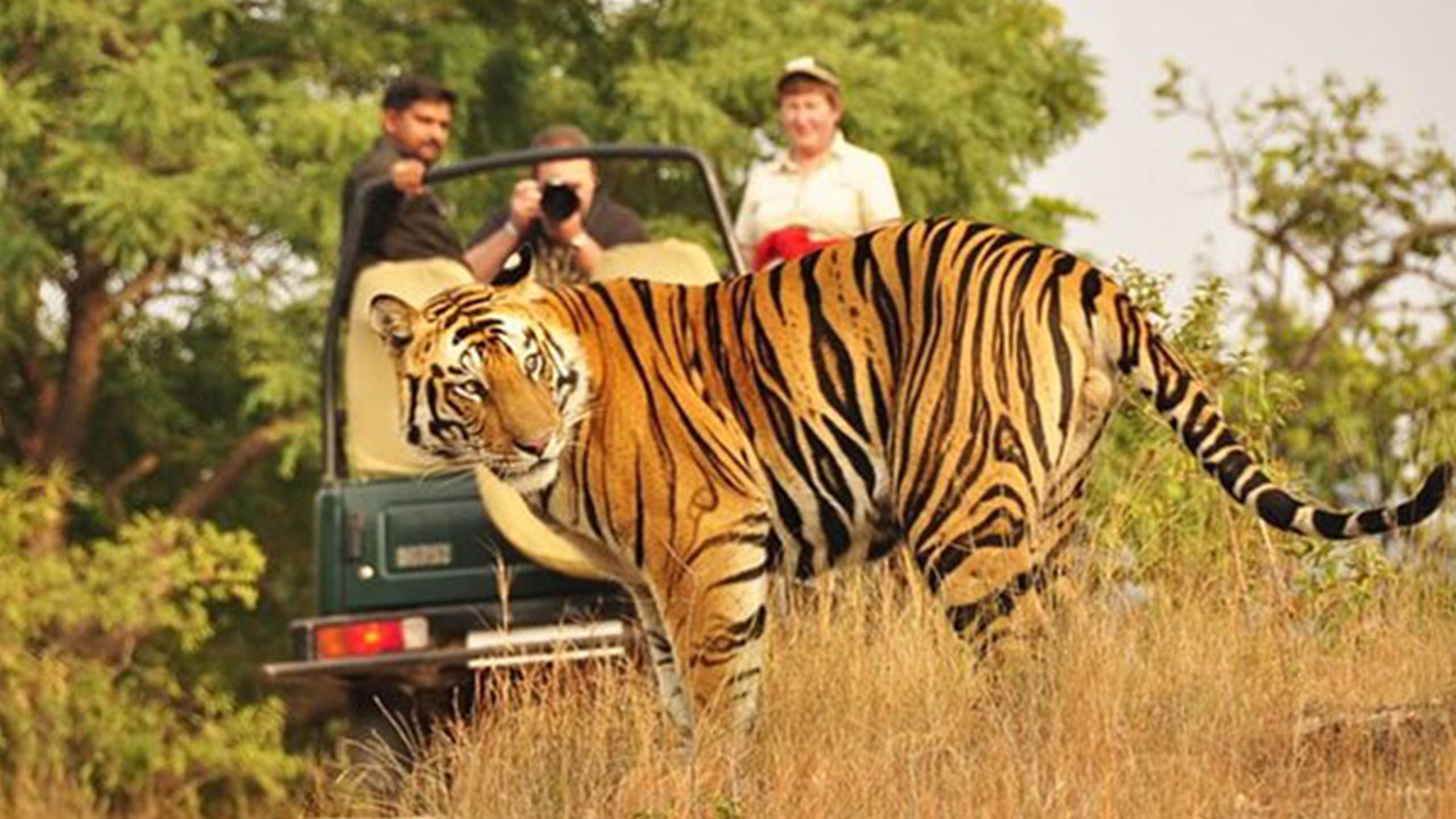Bandhavgarh Safari