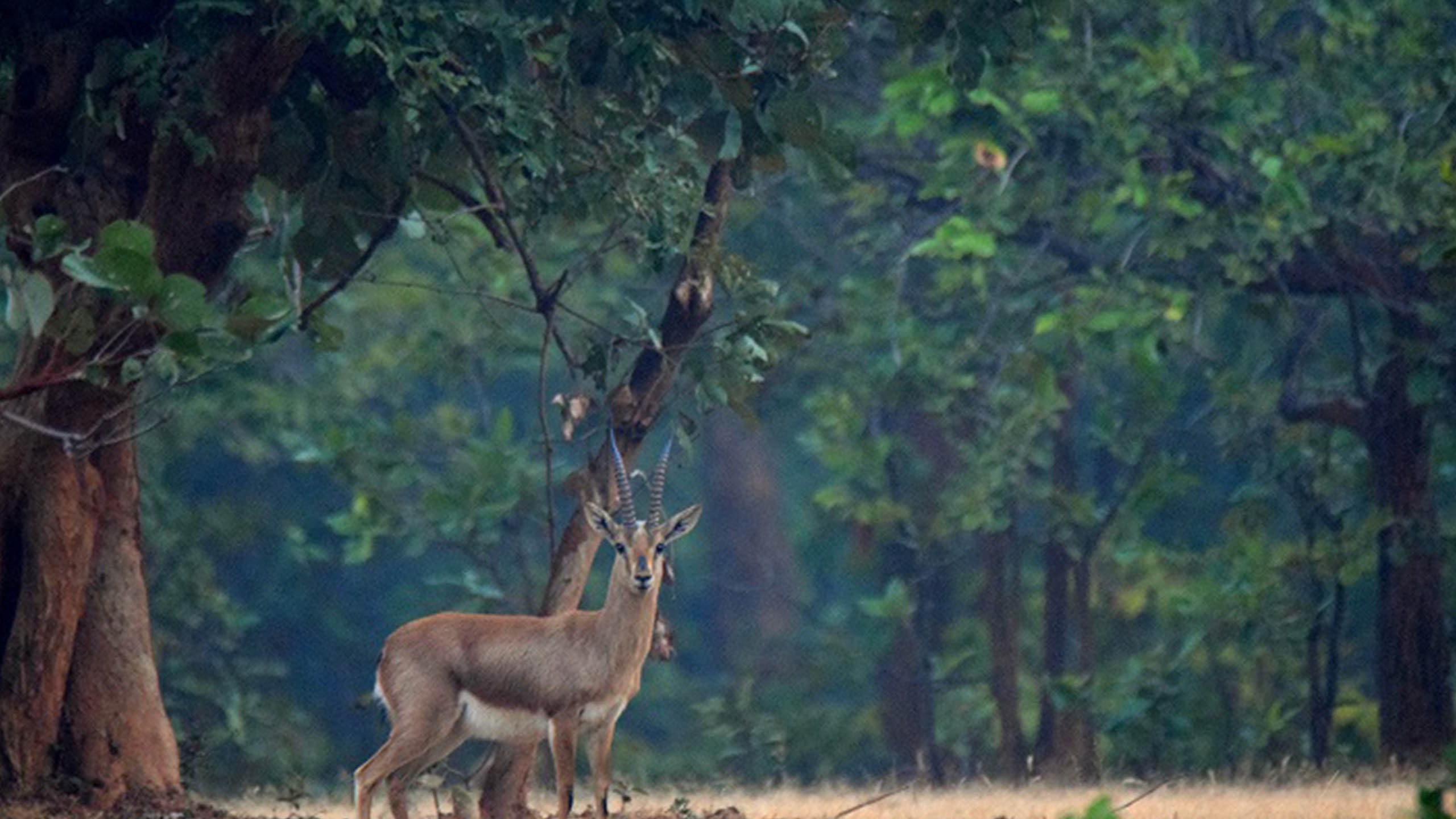 Bandhavgarh Safari
