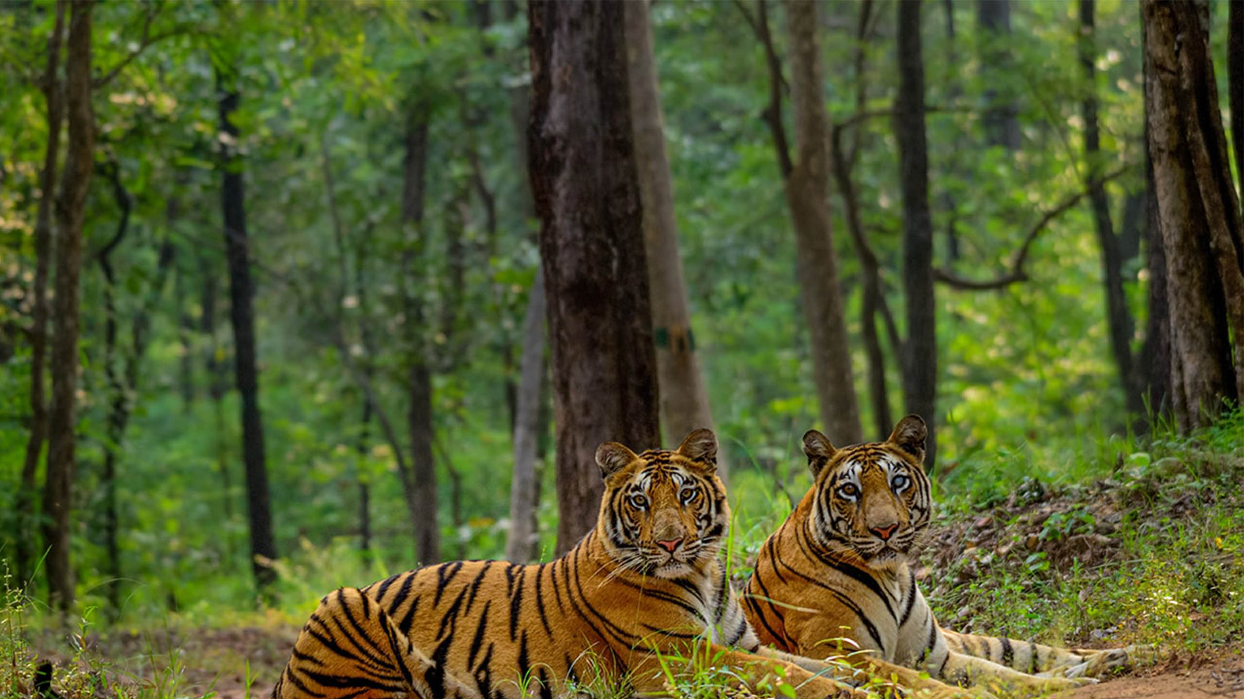 Bandhavgarh Safari