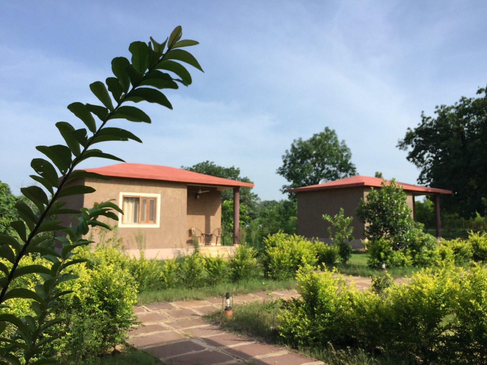 Jungle Suite Interior