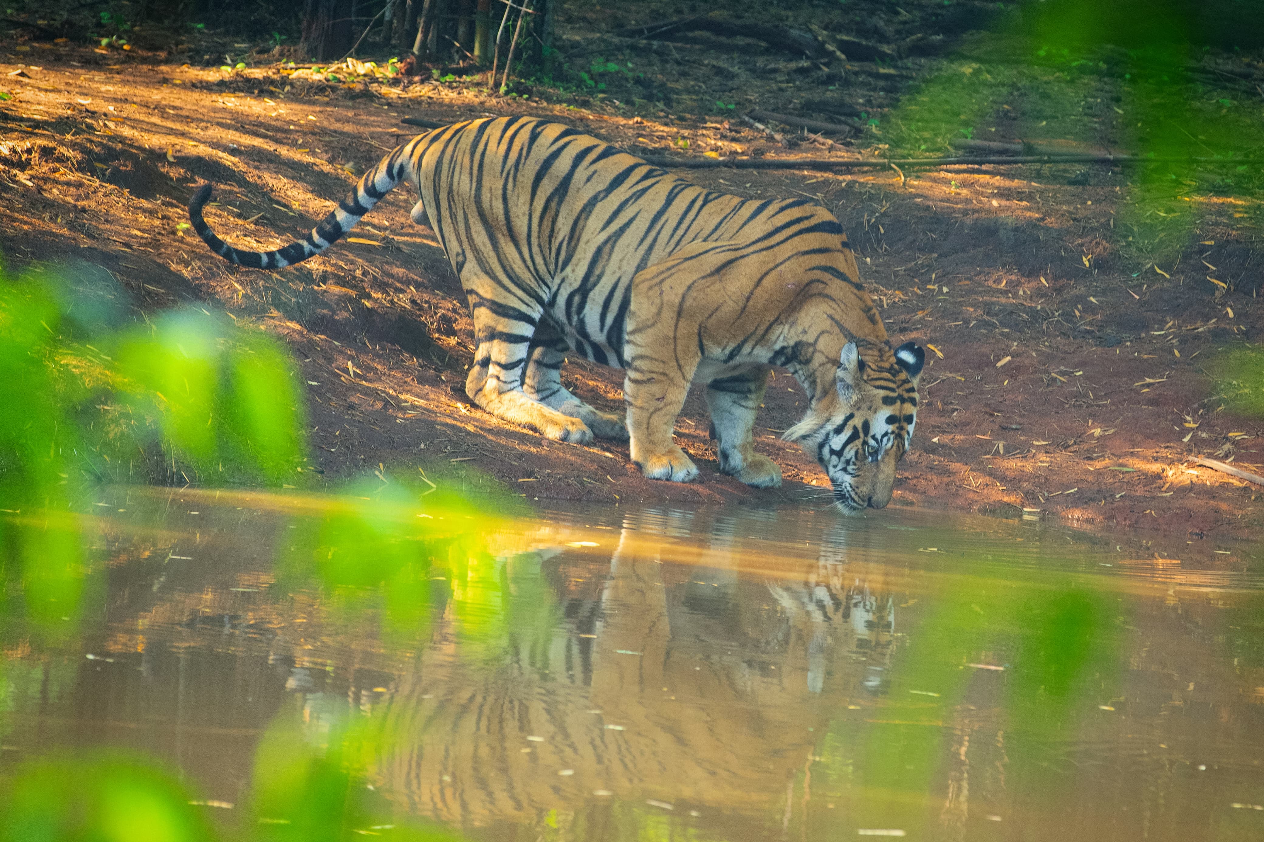 Majestic Tiger in the wild