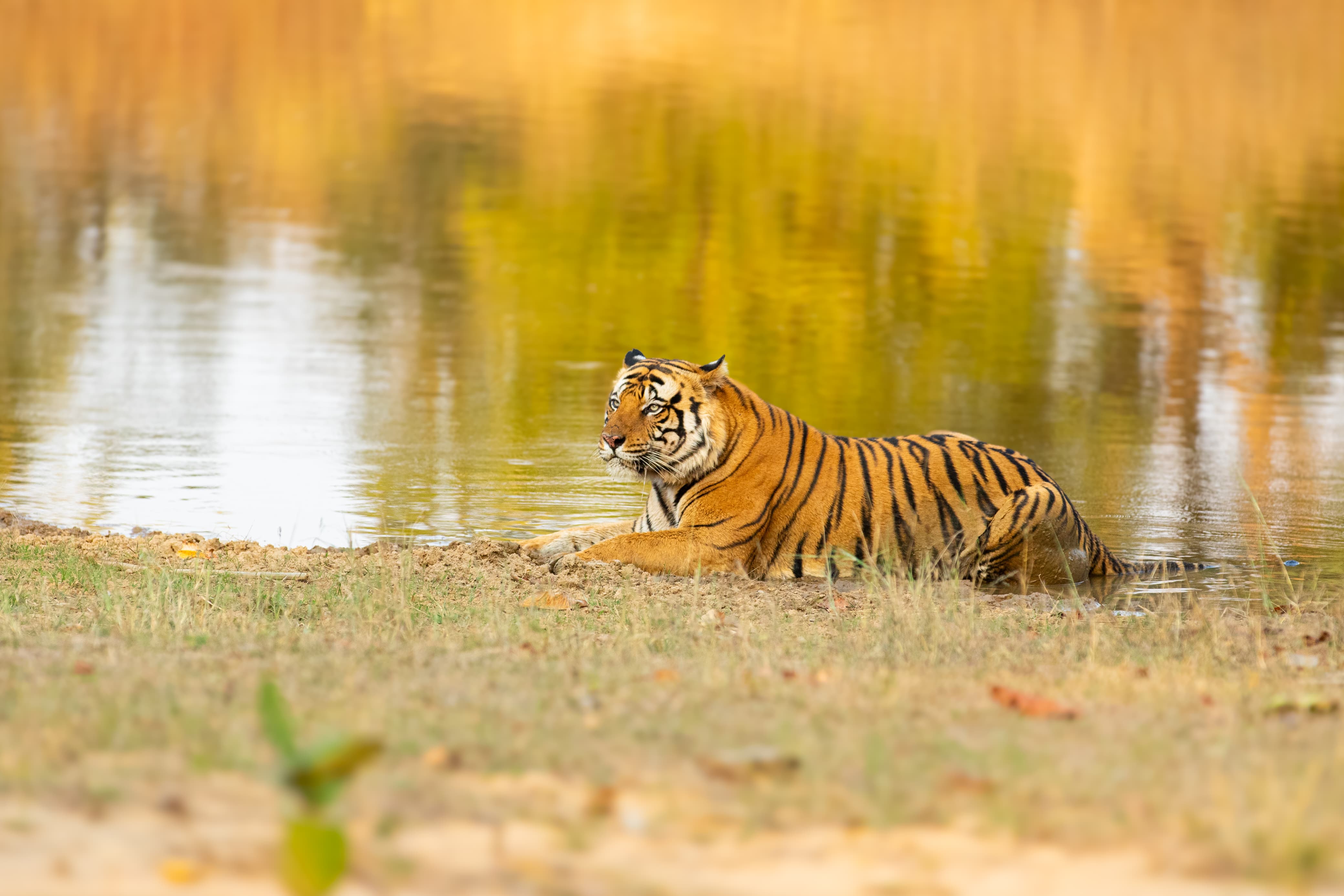 Majestic Tiger in the wild